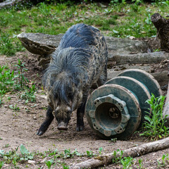 The Visayan warty pig, Sus cebifrons is a critically endangered pig