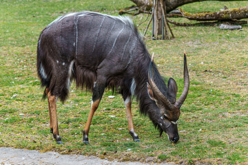 Nyala Antelope - Tragelaphus angasii. Wild life animal.