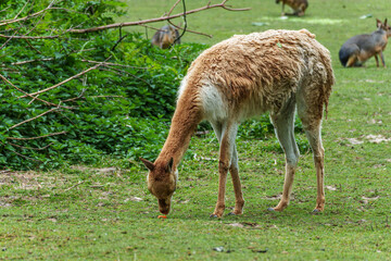 Capybara, Hydrochoerus hydrochaeris grazing on fresh green grass