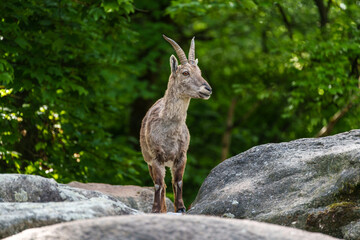 Alpine ibex, Capra ibex is a species of wild goat that lives in the mountains of the European Alps.