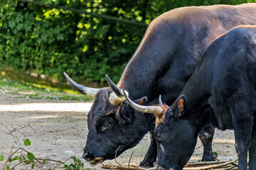 Heck cattle, Bos primigenius taurus or aurochs in a German park
