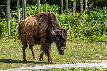 American buffalo known as bison, Bos bison in a german park