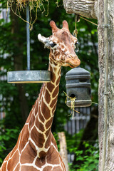 The giraffe, Giraffa camelopardalis is an African mammal