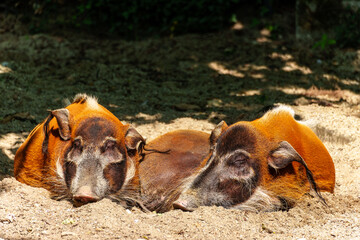 Red river hog, Potamochoerus porcus, also known as the bush pig.