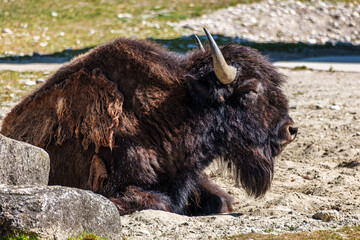 American buffalo known as bison, Bos bison in a german park