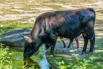 Heck cattle, Bos primigenius taurus or aurochs in a German park