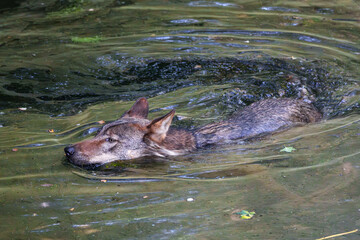European Grey Wolf, Canis lupus swimming in a water pond