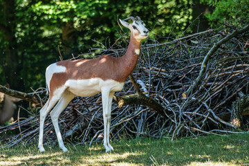 Dama gazelle, Gazella dama mhorr or mhorr gazelle is a species of gazelle