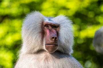 The hamadryas baboon, Papio hamadryas is a species of baboon