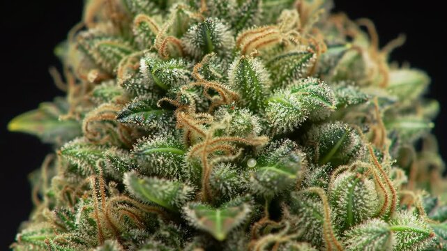 Close-up of cannabis flower