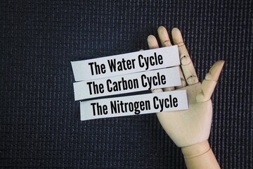 What are the three main cycles? The three main cycles of an ecosystem are the water cycle, the...