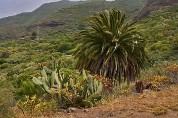 Teno hillside with palm and cactus