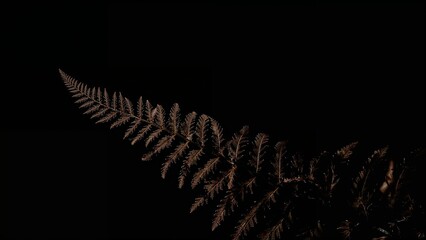 Elegant Dried Fern Frond with Glistening Dew Drops Against a Deep Black Background