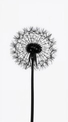 Fototapeta premium Monochrome Dandelion Seed Head Close-Up on White Background
