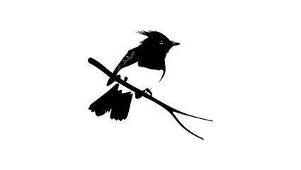 African Crested Flycatcher bird, black isolated silhouette
