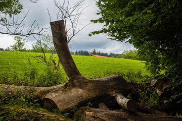 A peeled, fallen tree trunk in the foreground with a green hill and a red house roof in the background