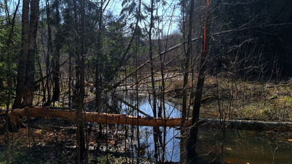 beaver's work gnawing on an aspen tree trunks. 