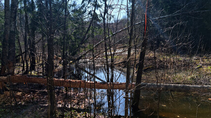 beaver's work gnawing on an aspen tree trunks. 