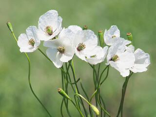 Wild white poppy flowers on the field