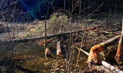 beaver's work gnawing on an aspen tree trunks. 