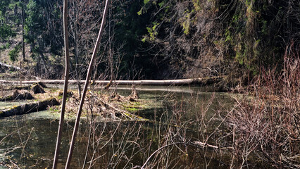 beaver's work gnawing on an aspen tree trunks. 