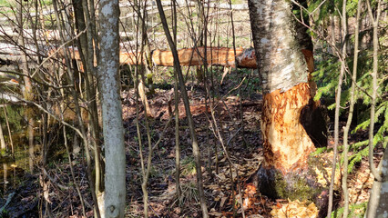 beaver's work gnawing on an aspen tree trunks. 