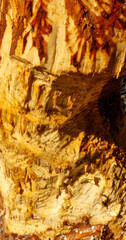beaver's teeth marks  gnawing on an aspen tree trunks. Selective Focus