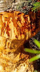 beaver's teeth marks  gnawing on an aspen tree trunks. Selective Focus