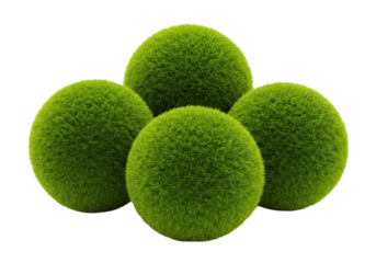 Four fluffy green moss balls arranged together, isolated on a transparent background