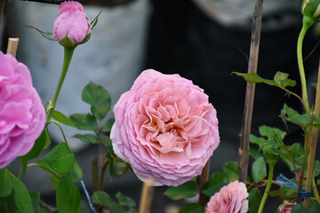 Pink roses in the garden of pink roses. Blooming Roses on the Bush. Growing roses in the garden....