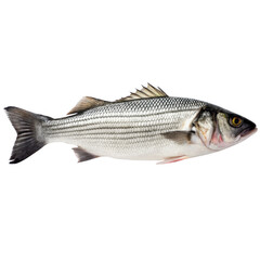 Obraz premium Striped bass fish 