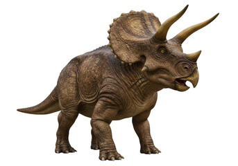 Fototapeta premium A realistic triceratops dinosaur with three horns and a frill, isolated on white isolated on transparent background