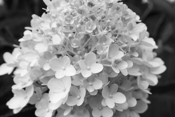 Black and white close-up of a hydrangea flower head