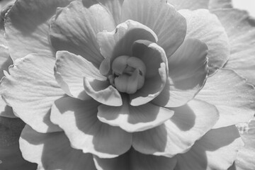Black and white macro of a begonia flower in sunlight