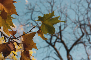 Beautiful autumn maple leaves in vibrant colors, showcasing the beauty of nature. A close-up shot of coloUrful autumal foliage on a twig against blurred background of trees and sky. Season changing.