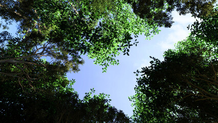 a low-angle view looking up towards the sky through the canopy of a lush forest.