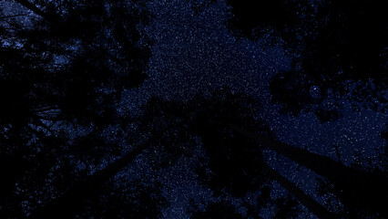 low-angle view of the night sky, teeming with countless twinkling stars, as seen through the dark, silhouetted canopy of tall trees.