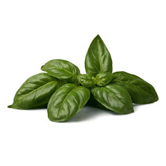 Fototapeta premium Basil in pot, herb pot, botanical theme, isolated, no background, transparent, PNG File