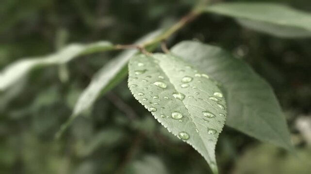 Close-up shot of green leaves covered in raindrops after a summer rain. Water droplets glisten and slowly drip off the surface. 
