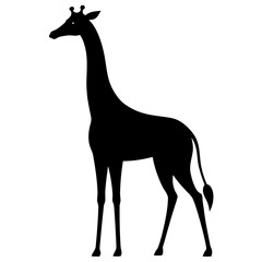 Fototapeta premium Black giraffe silhouette standing still white animal
