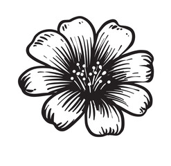plants flowers vintage hand drawing