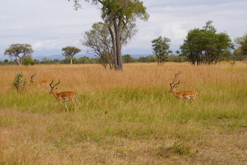 Wild Antelopes Roaming Yellowed Grass in Serengeti Landscape