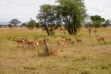 Wild Antelopes Roaming Yellowed Grass in Serengeti Landscape