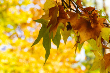 Autumn leaves showcase vibrant colors against a blurred yellow background. Autumnal foliage in...