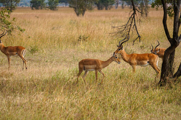 Wild Antelopes Roaming Yellowed Grass in Serengeti Landscape