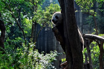 Oso panda en un árbol en la Base Panda de Chengdu, China