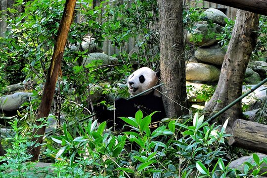 Oso panda disfrutando comiendo bambu en Chengdu, China