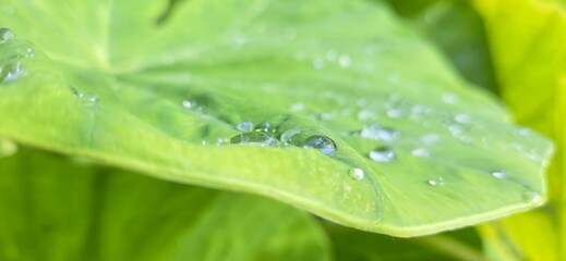 green leaf with water drops