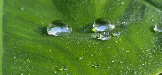 drops of dew on a green leaf