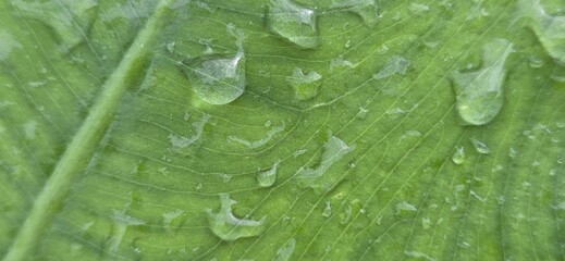 water drops on a green leaf